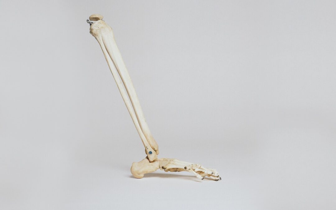 human leg skeleton